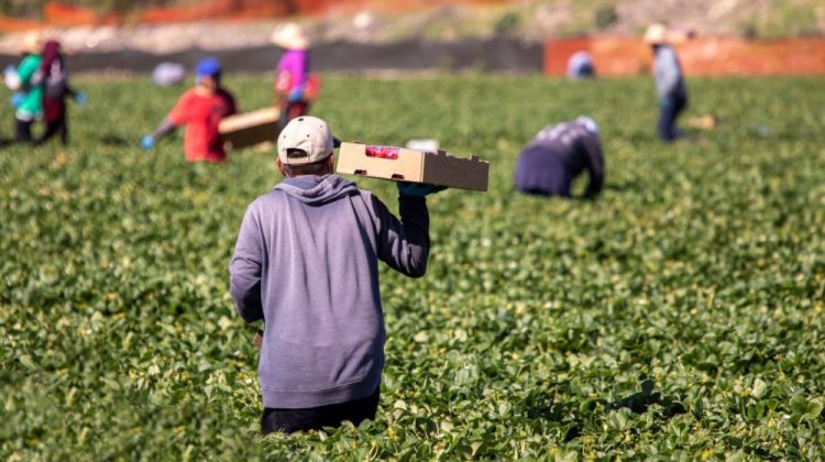 Banner for article How Funders Can Help Immigrant Workers Win the Protections They Deserve