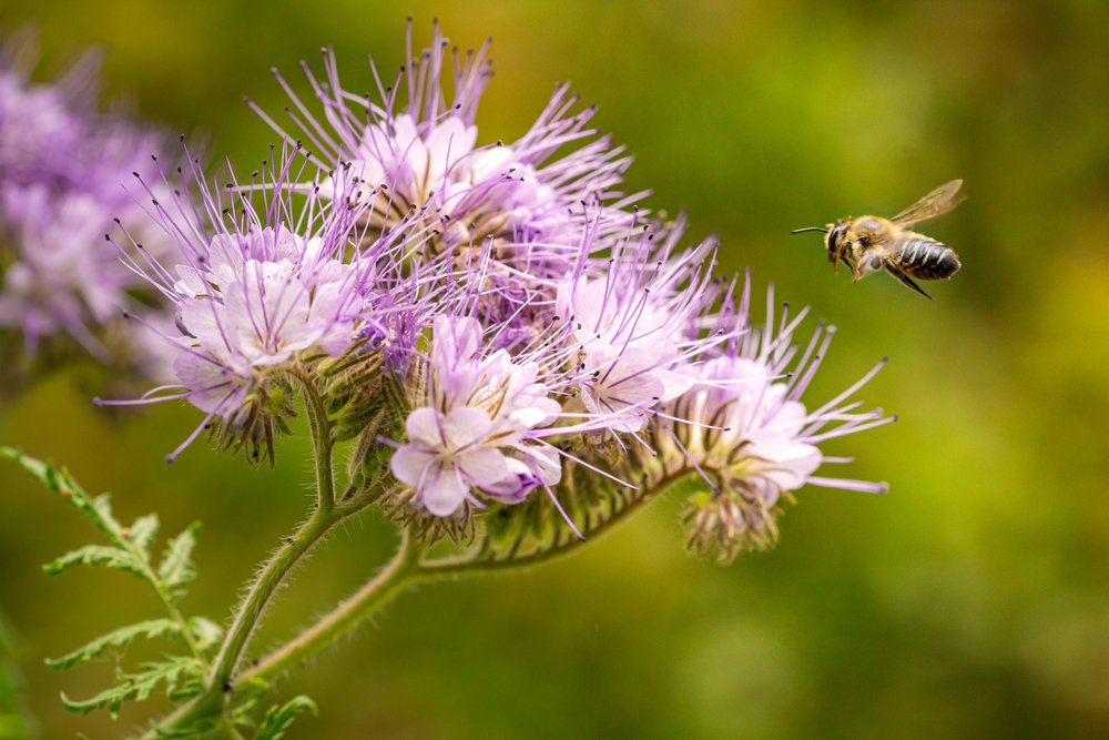 Why This Texas Billionaire Is Giving Big for Biodiversity Science in the Lone Star State