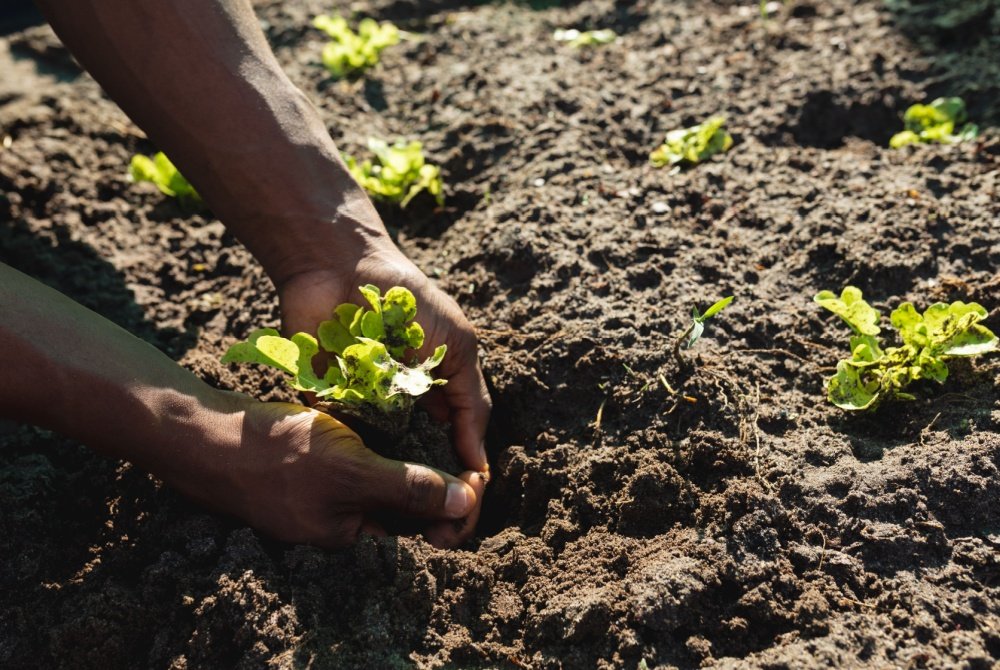 Billionaire Climate Donors’ Interest in Food and Agriculture Is Surging. That’s Helped This Fund Soar